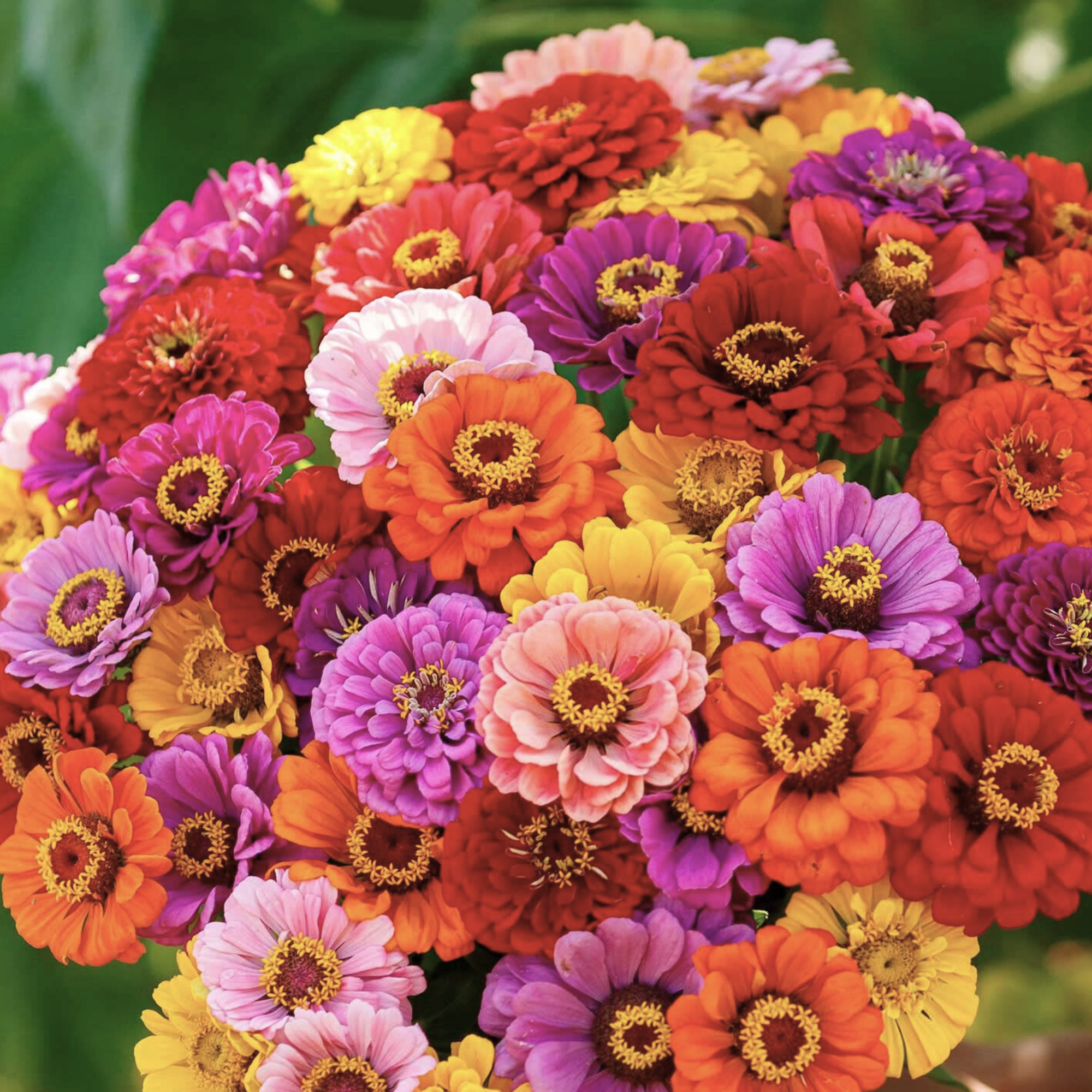 Sow the Magic Illumination Zinnia Seeds